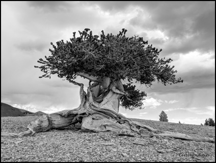 i love this bristlecone