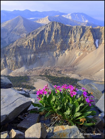 primrose on wheeler peak