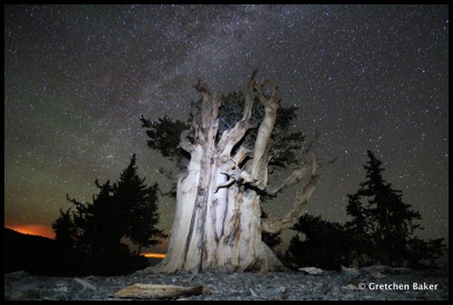 1-1-old bristlecone under the Milky Way
