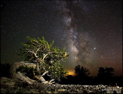 Bristlecone curtsy
