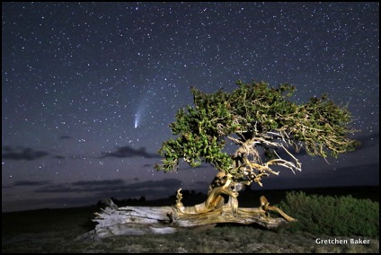 bristlecone, big dipper and comet neowise-001