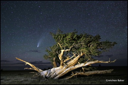 comet neowise