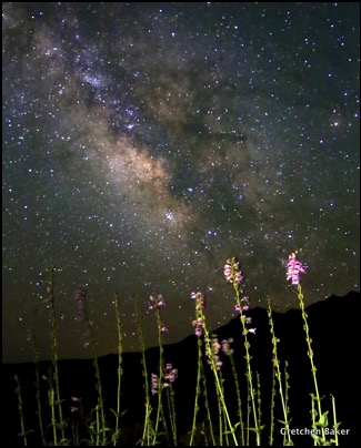 Palmer's penstemon and Milky Way
