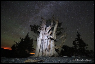 1-1-old bristlecone under the Milky Way