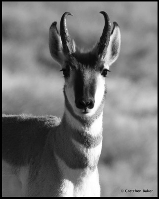 1-pronghorn